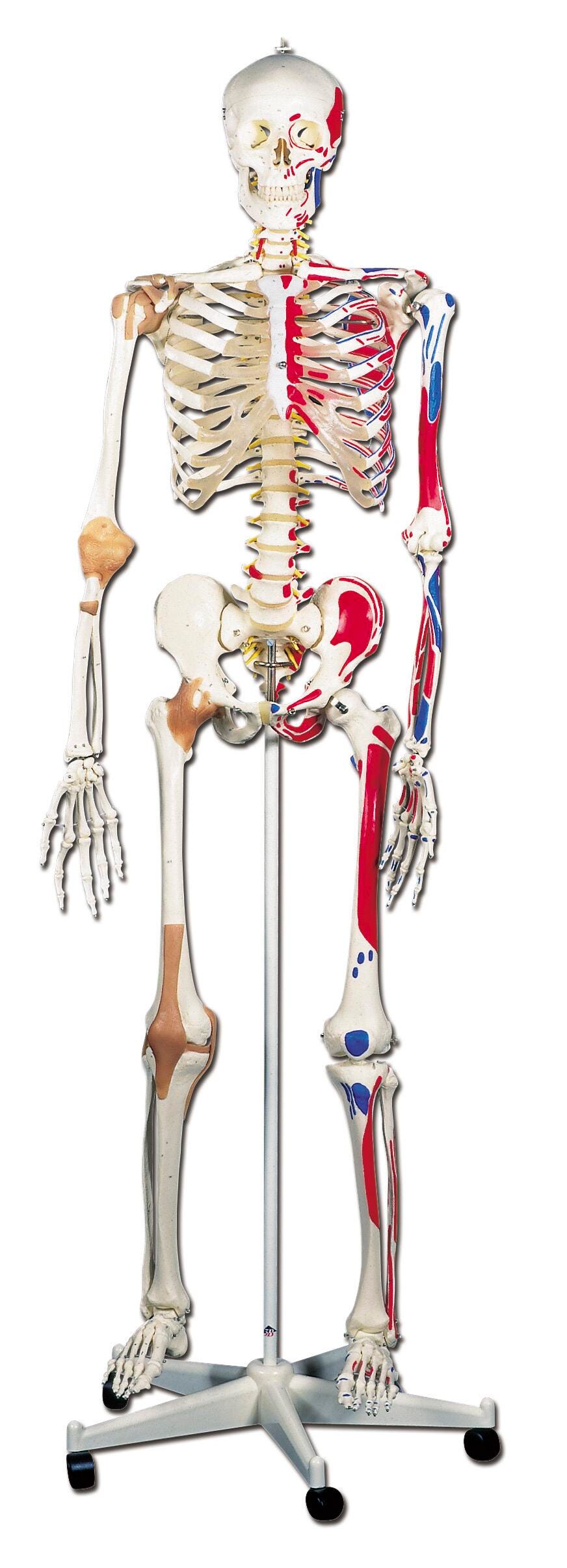 3B Scientific Deluxe Human Skeleton Model with Muscles and Ligaments